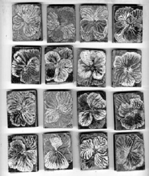pansies_b.w.smallscan Mary Kuper January 2016